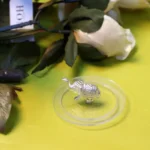lid